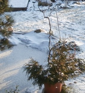 Schnee im Garten